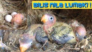 1 DAY OLD HANGGANG 3 WEEKS OLD | AFRICAN LOVEBIRDS | JOVZ PIN