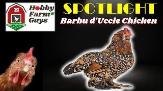 HFG Farm Animal Spotlight: Barbu d'Uccle Chicken (Plus...Eric tells a joke!)