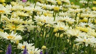 14 Best Yellow Perennials Flower variety