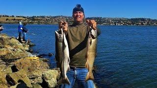 How to Catch "SALMON" from Shore / Tips & Techniques / Late Fall Run / Salmon Fishing California