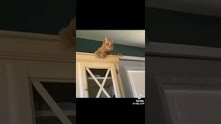 funny moments with cats
