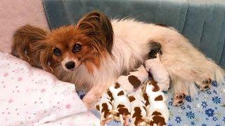 Mother Papillon having many new cute puppies- Dog Giving Birth Videos