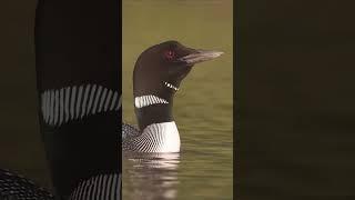 Common Loons Calling