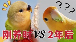 When I first raised parrots VS after 2 years of raising parrots! 【Sun Su Nuan】