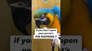 What Happens If You Don’t Open Parrot’s Pin Feathers #bird