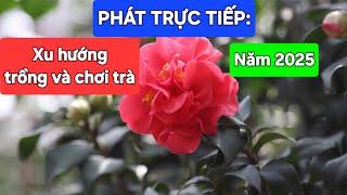 PHÁT TRỰC TIẾP: Xu hướng trồng và chơi trà năm 2025