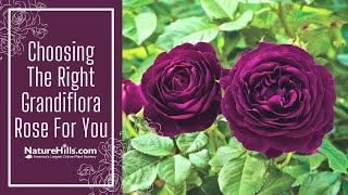 Choosing the Right Grandiflora Rose For You | NatureHills.com