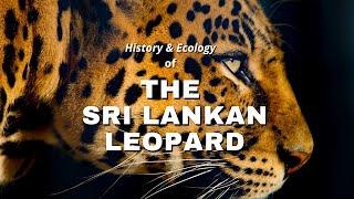 Sri Lankan Leopard | History & Ecology