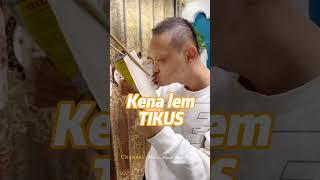 TAK DISANGKA!! Lem tikus salah sasaran