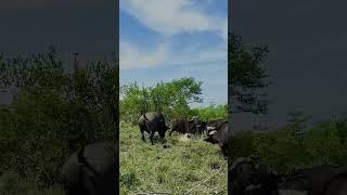 Buffalo  Destroy Lion   #youtubeshorts #lion #buffalo #naturephotography #nature #photography