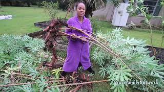 CASSAVA HARVEST|Harvesting Cassava in Raised  BED Vs In Ground