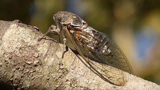 Obični cvrčak (Lyristes plebejus) Common Cicada (1/2)