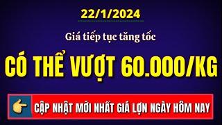 Giá heo hơi ngày hôm nay 22/1/2024 || Giá lợn tiếp tục tăng tốc có thể vượt mốc 60.000 đồng/kg