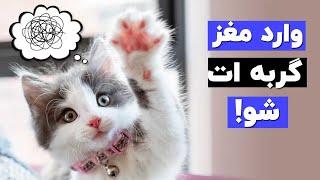 توضیح خربازی گربه ها! ۹ رفتار عجیب گربه و دلایلش رو بشناسین.