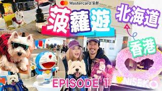 ️ 《菠蘿遊》 ～北海道篇️️ep. 1         #日本 #niseko  #bolo #寵物旅遊 #pettravel #Graceip #erickwok