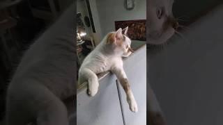 #jazzy #cats #catsshorts #kitten #shortsfeed #shortvideo #viral