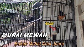 Murai batu mewah menurut saya ‼️ maaf bukan harga mahal atau sering juara