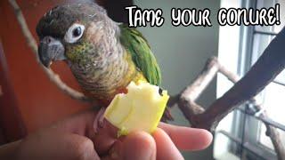 How to tame a conure - Taking your bird out of the cage and training steps!