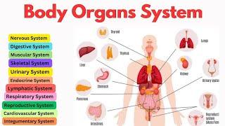 Organ Systems | Roles & Functions | Human Body | Overview of Body Systems