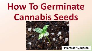 How To Germinate Cannabis Seeds