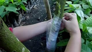 Cacao Farming: Cacao Side Grafting #SideGraftingTechnique #CebuCity #Philippines