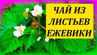 Как сделать ЧАЙ из листьев ЕЖЕВИКИ. Чай из листьев ежевики от давления. Ежевичный чай от гипертонии.