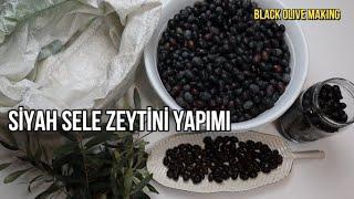 Evde Siyah Sele Zeytini Yapmak Bu Kadar Kolay.Siyah Sele Zeytini Yapmanın Püf Noktaları