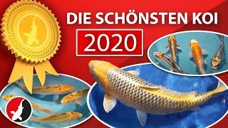 Die schönsten Koi 2020 - Rundgang durch die Fischhallen der Koi-Breeder AG!