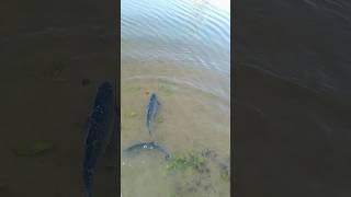asp fish, жерех, рыбалка по весне, spring fishing