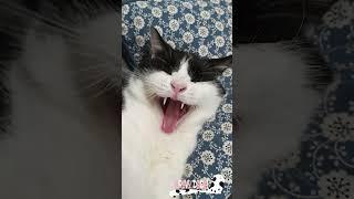 Cat Yawning  Funny Cats - Bravo Dada! #Shorts