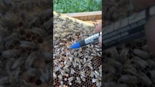Пасека поддержите меня #топ#тренд#пасечник#пчеловод#ка￼рника#тройзек#мёд#расплод#плодная