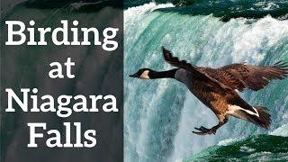 Birding at Niagara Falls - Natural Wonders of the World