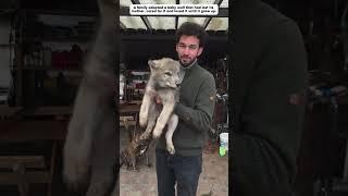 Lost wolf cub, luckily adopted by a family.