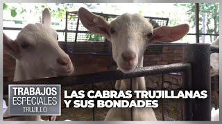 Las Cabras Trujillanas y sus bondades - Especiales VPItv