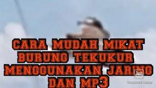 cara mudah mikat burung tekukur menggunakan jaring dan mp3