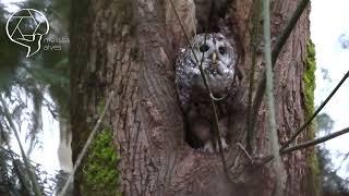 Female Barred Owl Calling For Mate
