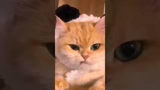 Cat videos cute kittens 