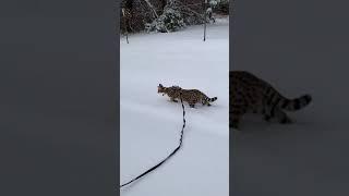 #shorts RUN_cat_play_snowman_catsoftiktok_fun