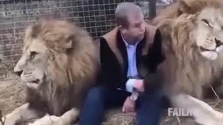 Веди себя прилично как лев