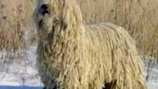 O magnífico e único Komondor. The beautiful Komondor.