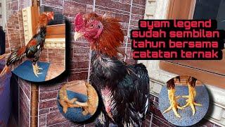 AYAM BANGKOK KLASIK SUPER !!! SEDIKIT SEJARAH AYAM BANGKOK KLASIK SUPER LEGEND