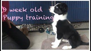 Training a 9 week old Border collie puppy basic obedience