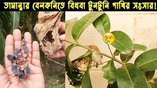 ঘর হারা টুনটুনি পাখির জীবন কাহিনী | পাখির গল্প :৪৭ | The Life Story Tailor Bird | @Silent_Mystery