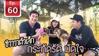 Chihuahua ชิวาวา ตัวเล็ก กะทัดรัด มัดใจ - เพื่อนรักสัตว์เอ้ย EP 60 [1/3]