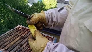 Пасека Лаврова. Контроль молодых маток на засев. Часть 2.