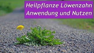 Die Heilpflanze Löwenzahn: Anwendung und gesundheitlicher Nutzen