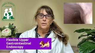 Flexible Upper Gastrointestinal Endoscopy