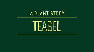 A Plant Story: Teasel