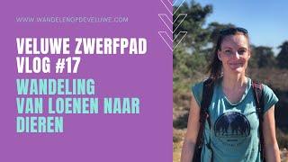 Veluwe Zwerfpad #17 / Loenen - Dieren