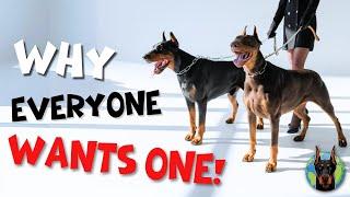 The Doberman Craze: Why Everyone Wants One Now